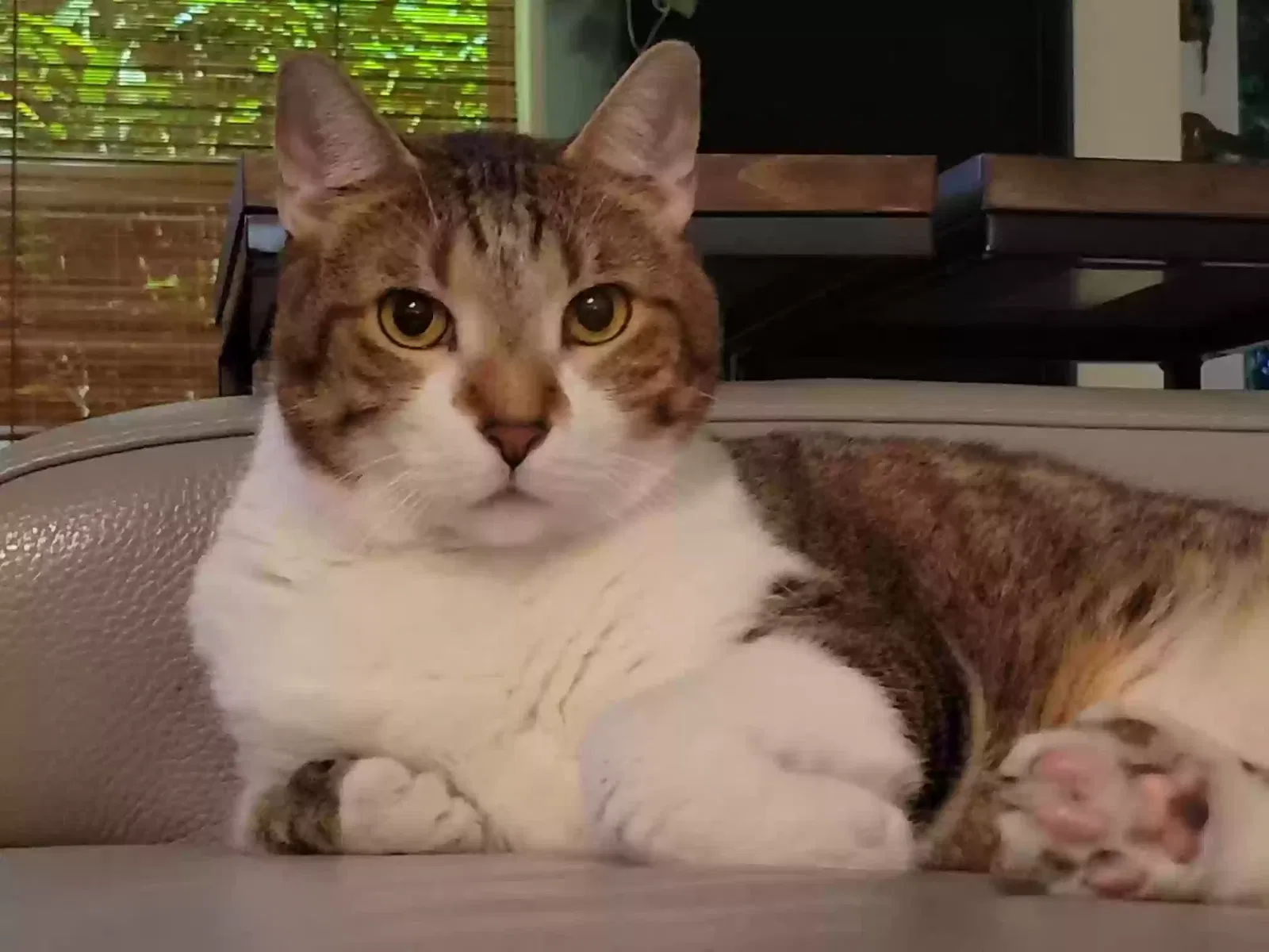 Lost cat in Pembroke Pines, FL, 33028