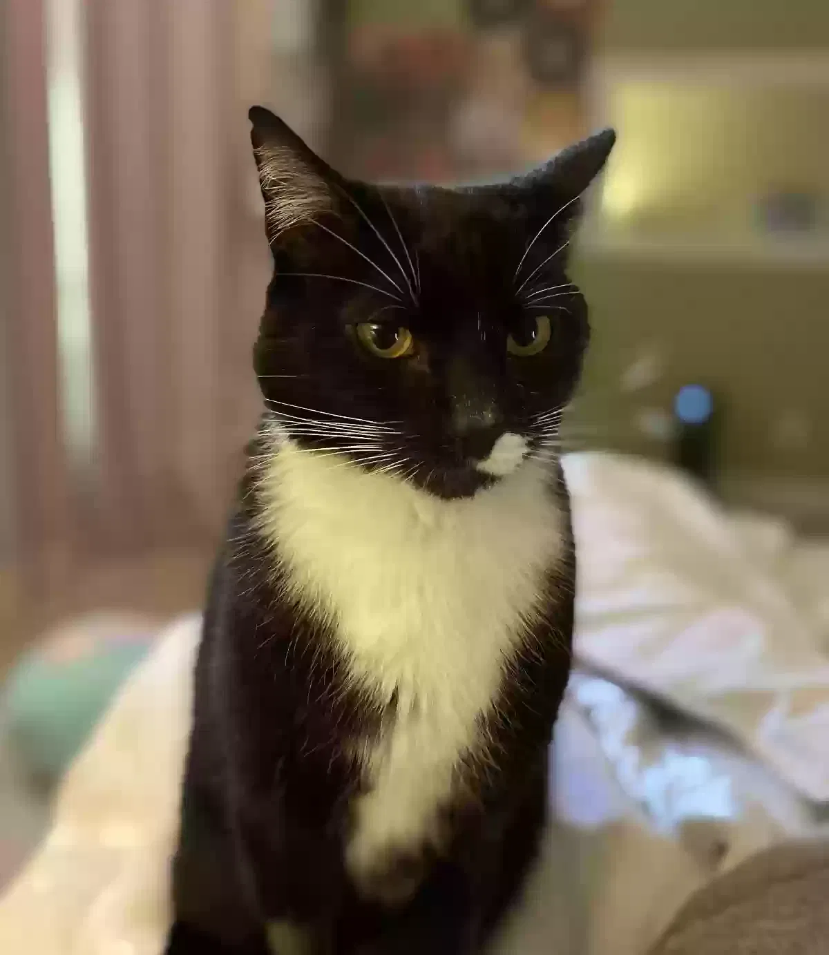 Lost cat in Bakersfield, CA, 93312