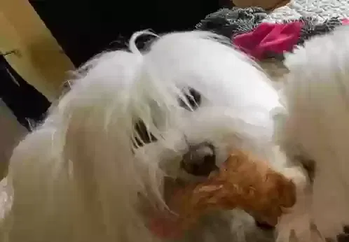 Lost dog in Palm Beach Gardens, FL, 33410