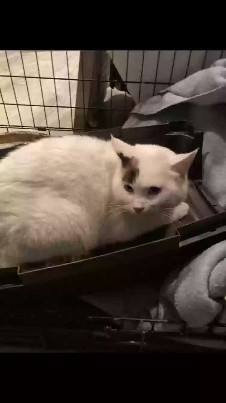 Lost cat in Herriman, UT, 84096