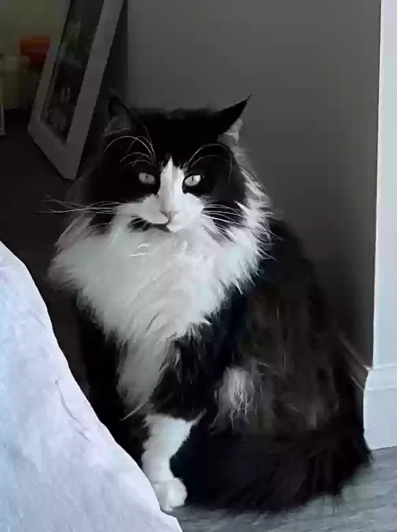 Lost cat in Los Angeles, CA, 90026