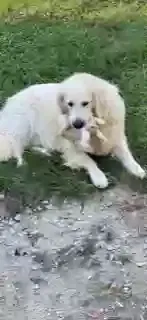 Lost dog in Semora, NC, 27343