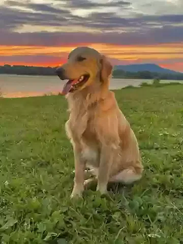 Lost dog in Stevenson, AL, 35772