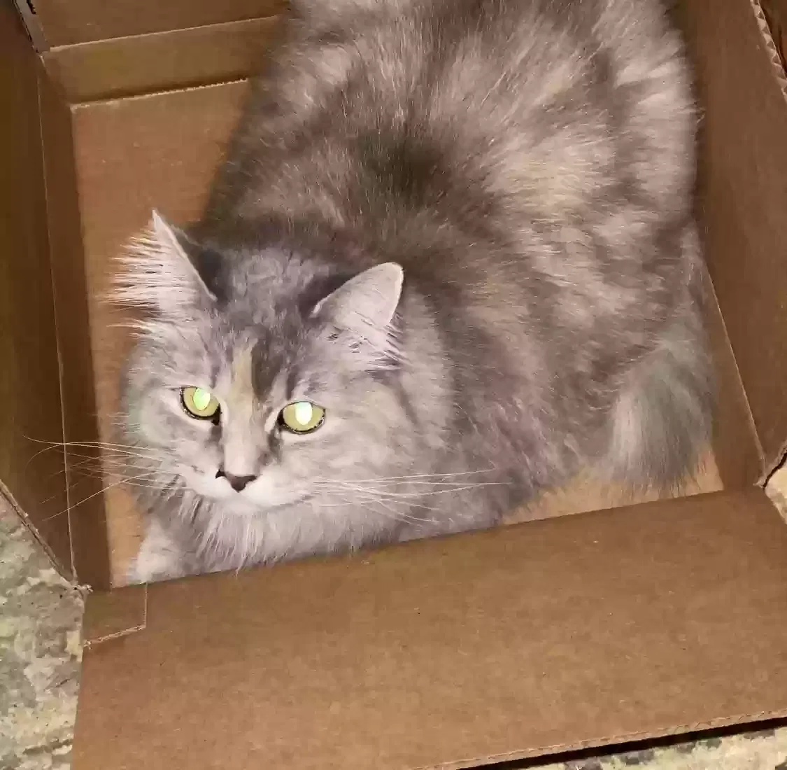 Lost cat in Dayton, OH, 45431
