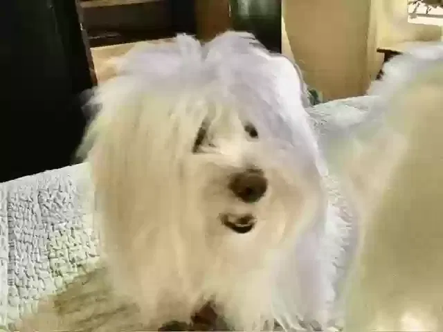 Lost dog in Palm Beach Gardens, FL, 33410