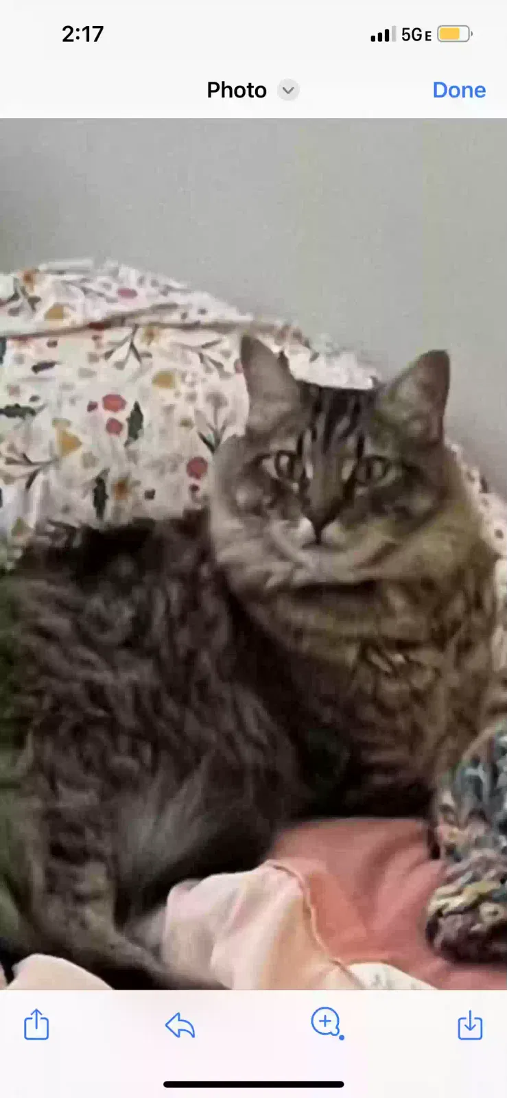 Lost cat in Federal Way, WA, 98023