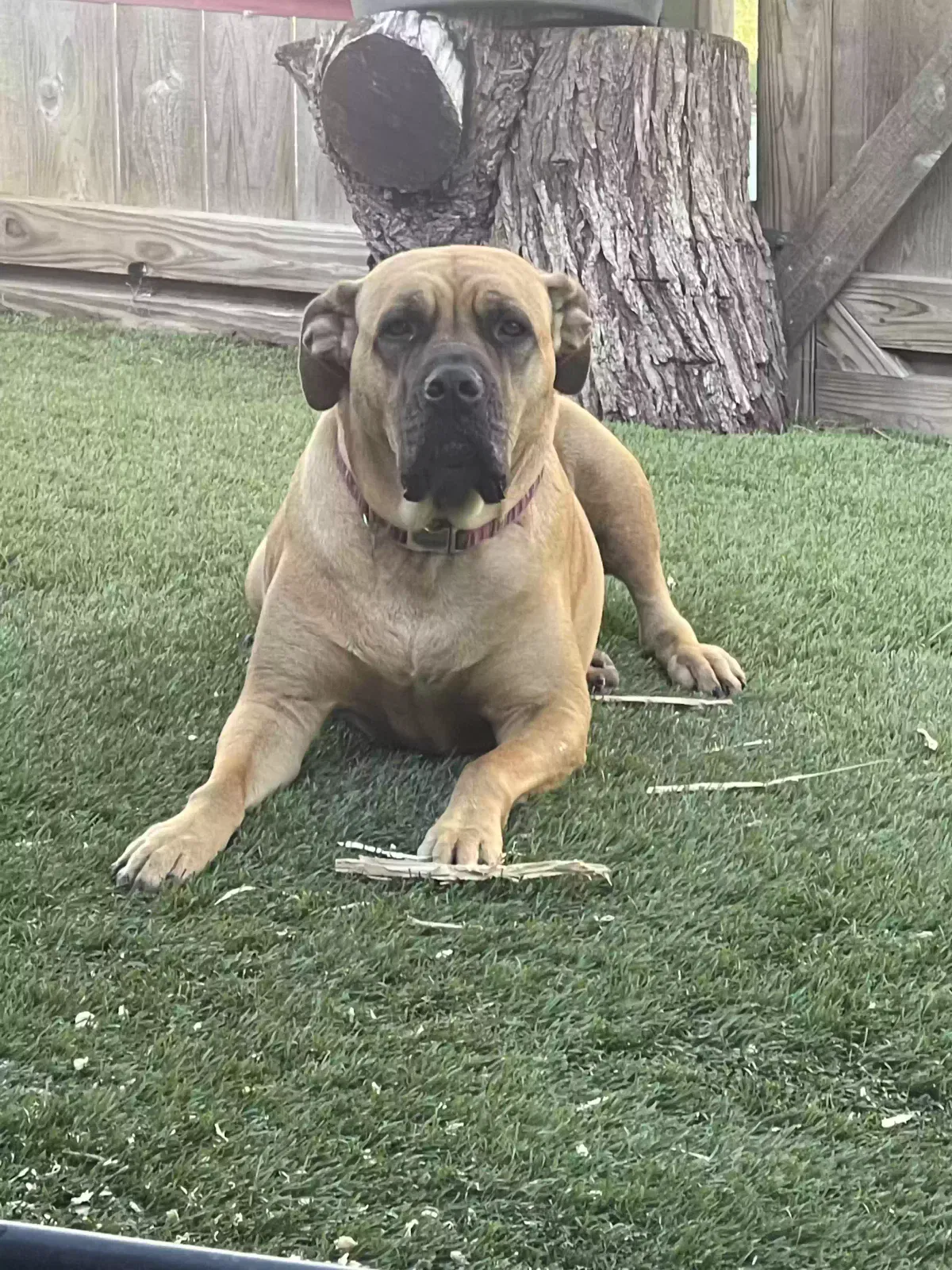 Lost dog in Corpus Christi, TX, 78414