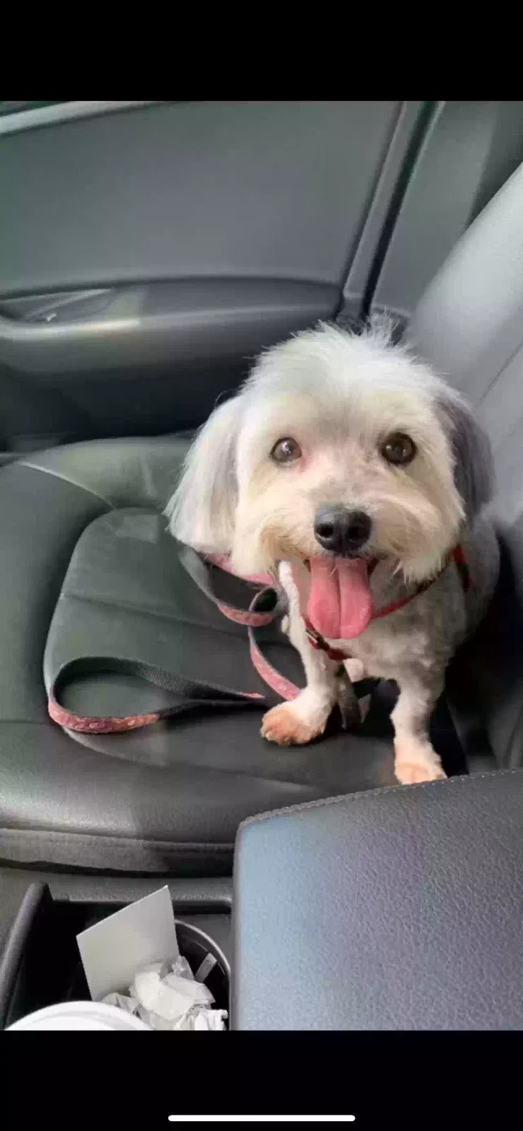 Lost dog in Miami, FL, 33144