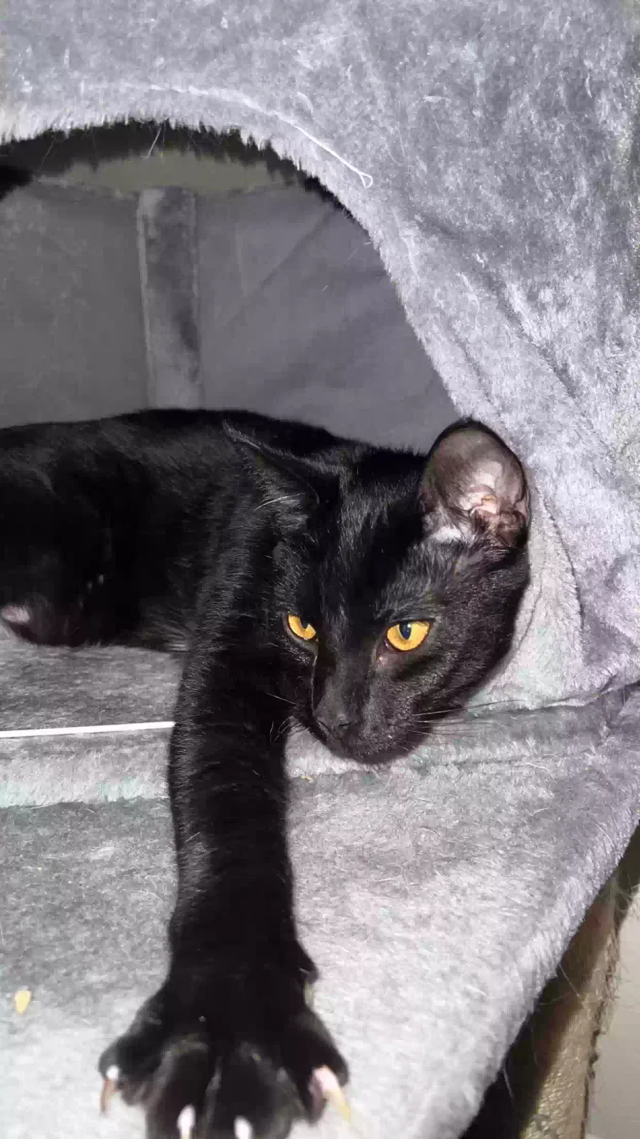 Lost cat in Vancouver, WA, 98661