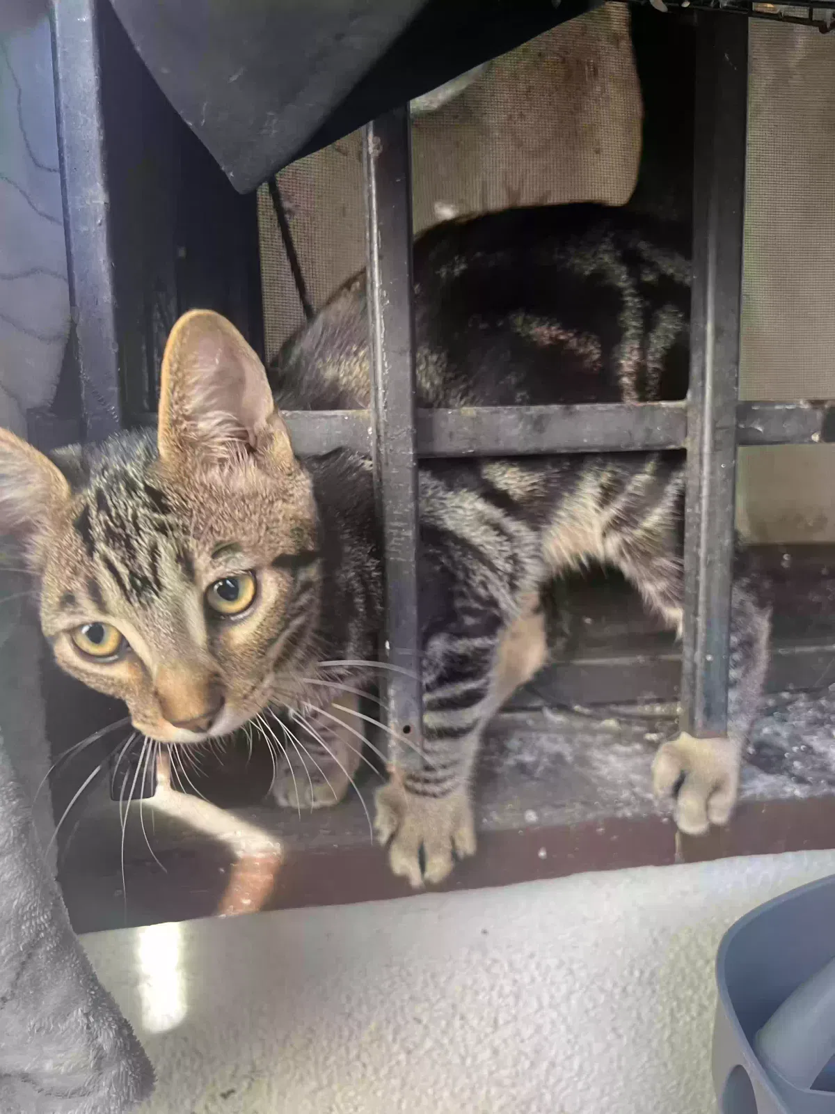 Lost cat in Long Beach, CA, 90813