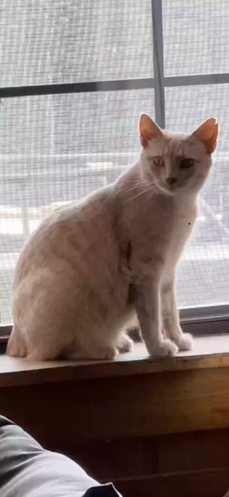 Lost cat in Prairieville, LA, 70769