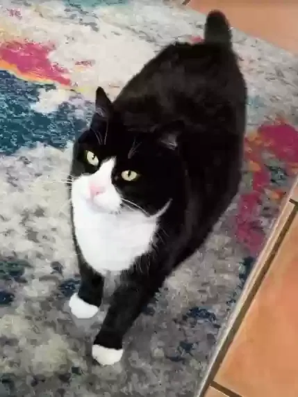 Lost cat in Keyport, NJ, 7735
