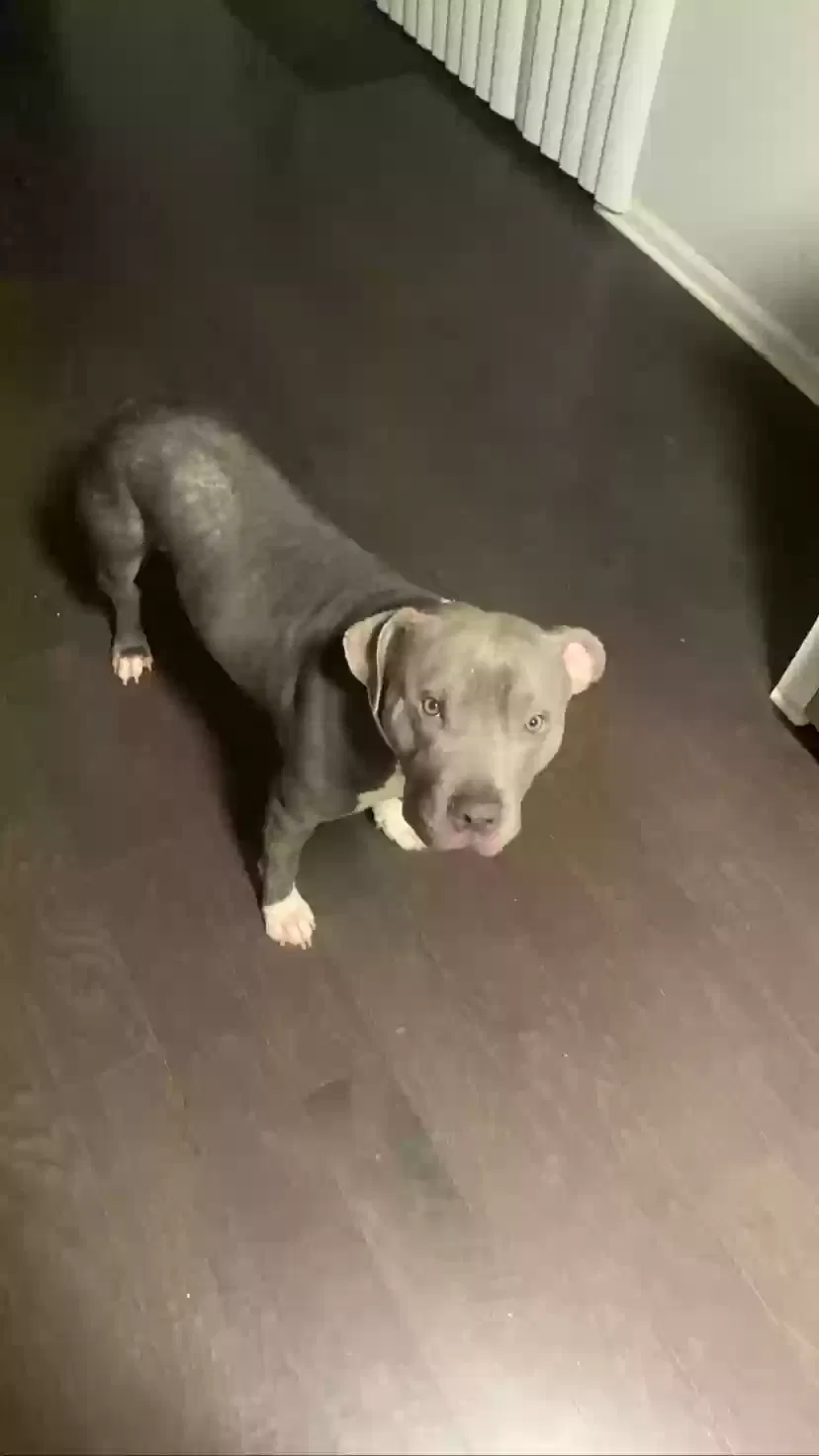 Lost dog in Stone Mountain, GA, 30088