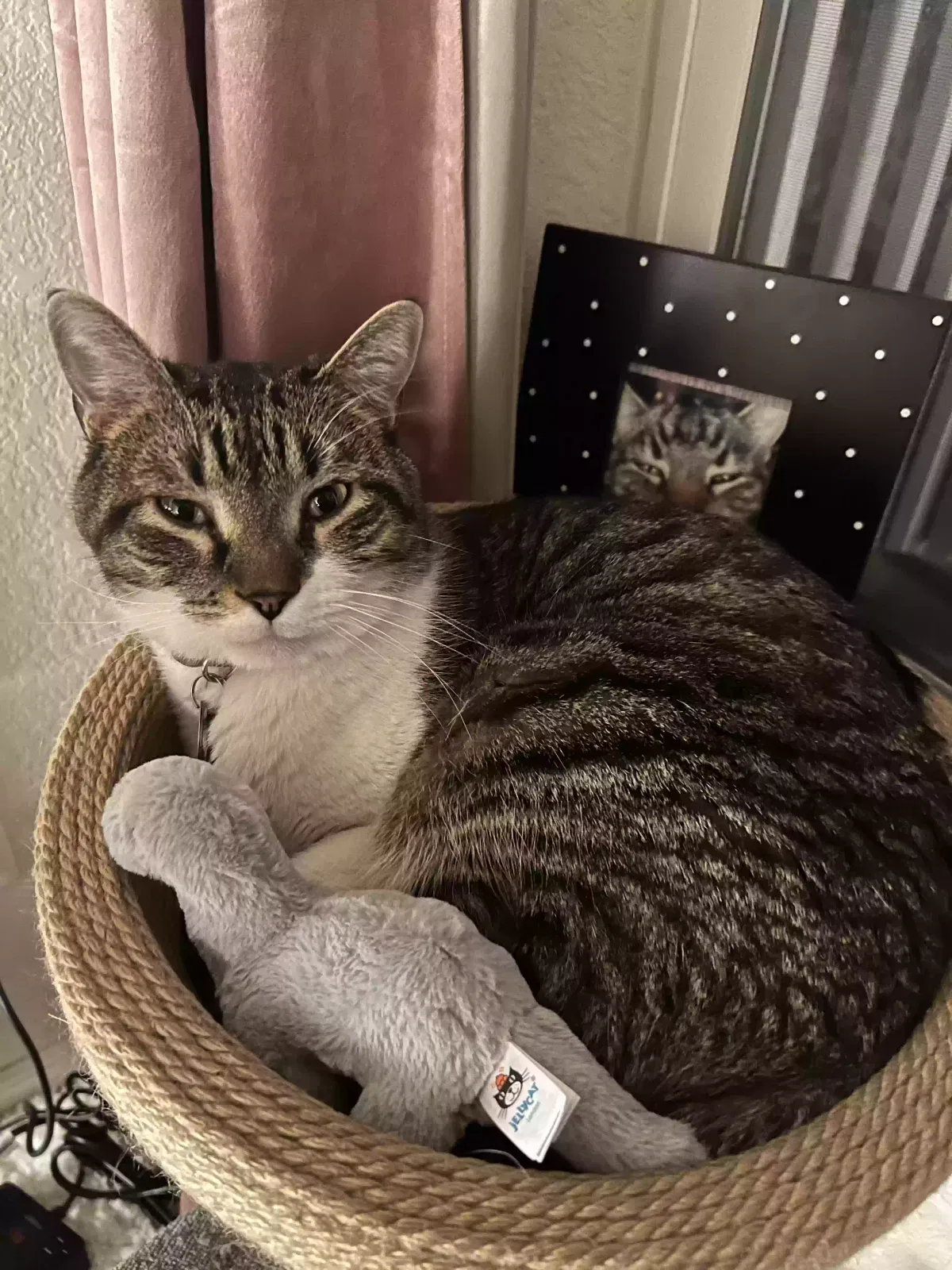 Lost cat in Fort Collins, CO, 80524