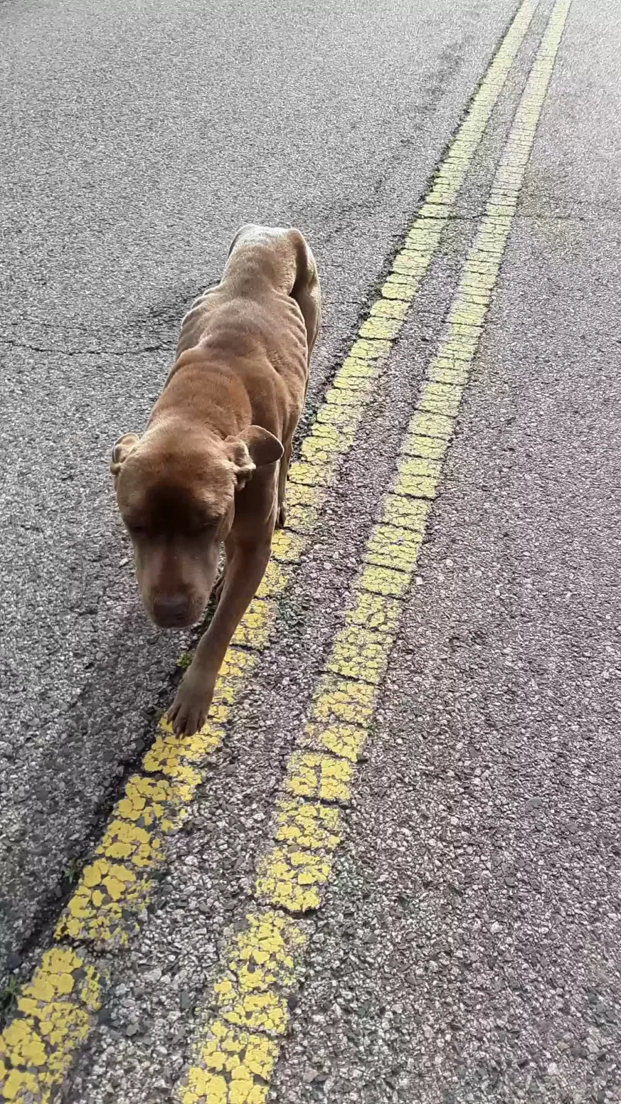 Found dog in Mcloud, OK, 74851