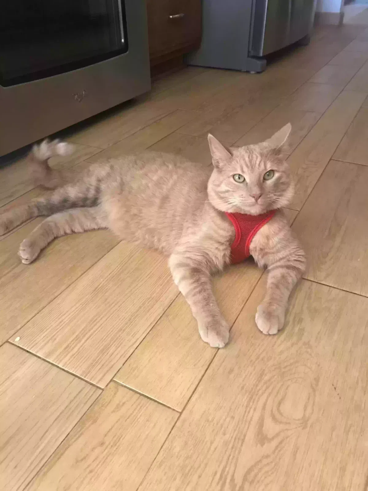 Lost cat in Temecula, CA, 92592