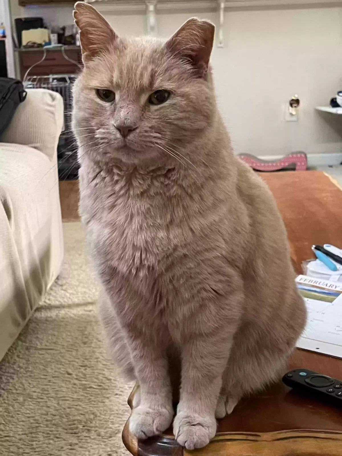 Lost cat in Greensboro, NC, 27455