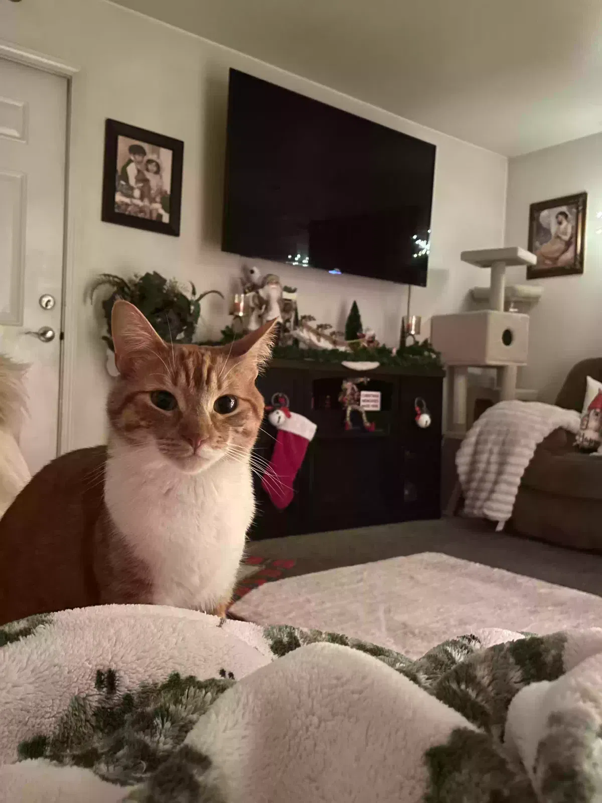 Lost cat in Farmersville, CA, 93223