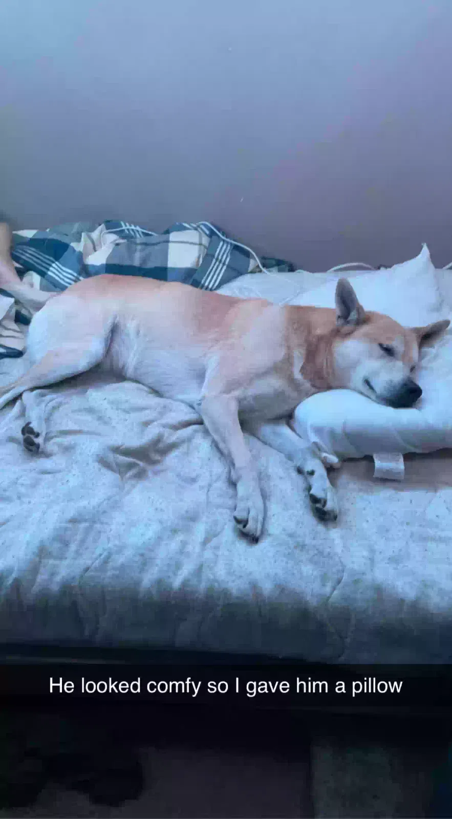 Lost dog in Ringgold, LA, 71068