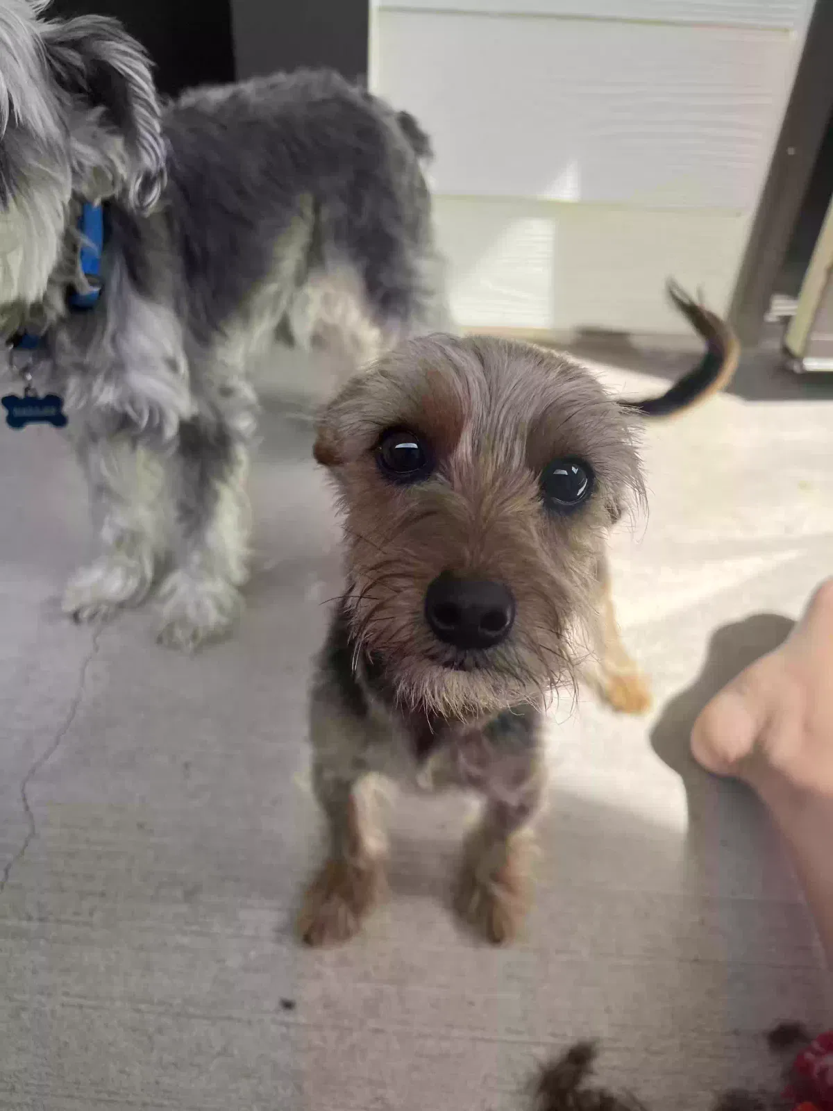 Lost dog in Fort Worth, TX, 76177