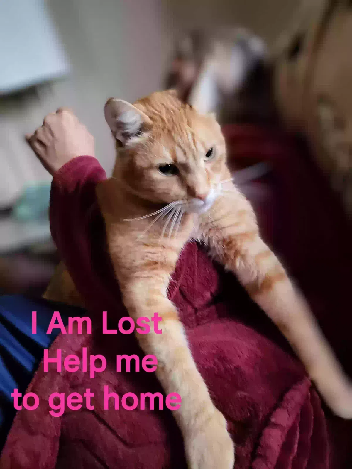 Lost cat in Independence, MO, 64055