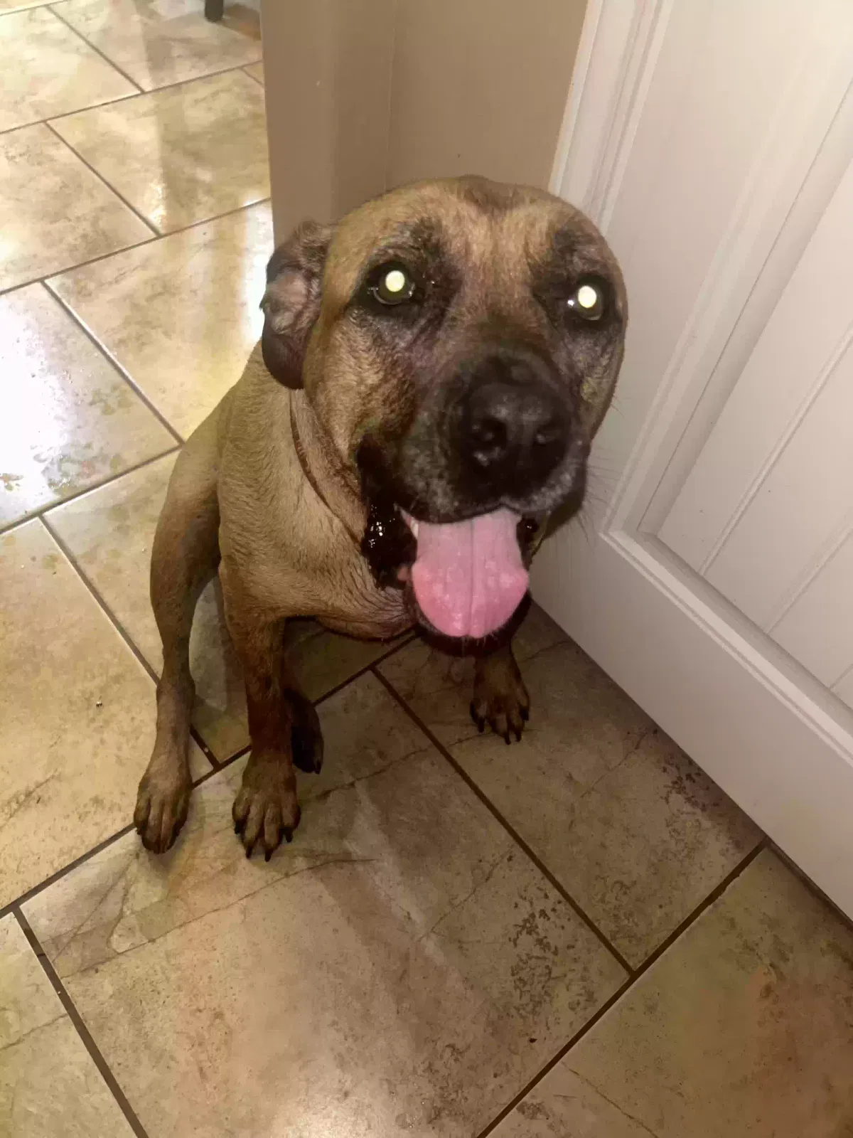 Found dog in Corpus Christi, TX, 78414