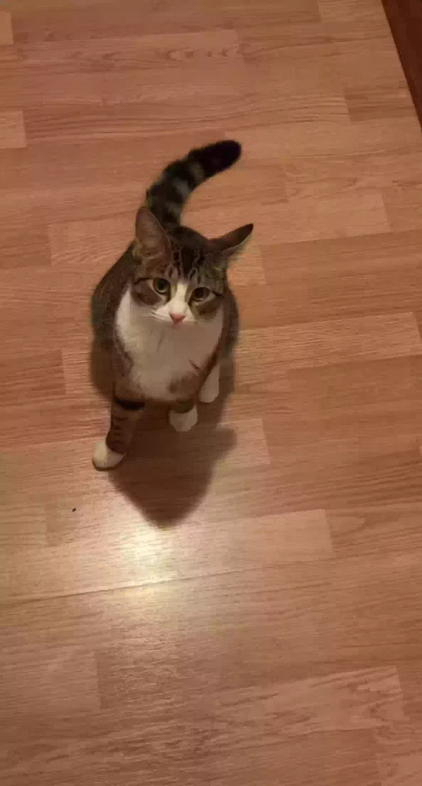 Lost cat in Cherry Valley, IL, 61016