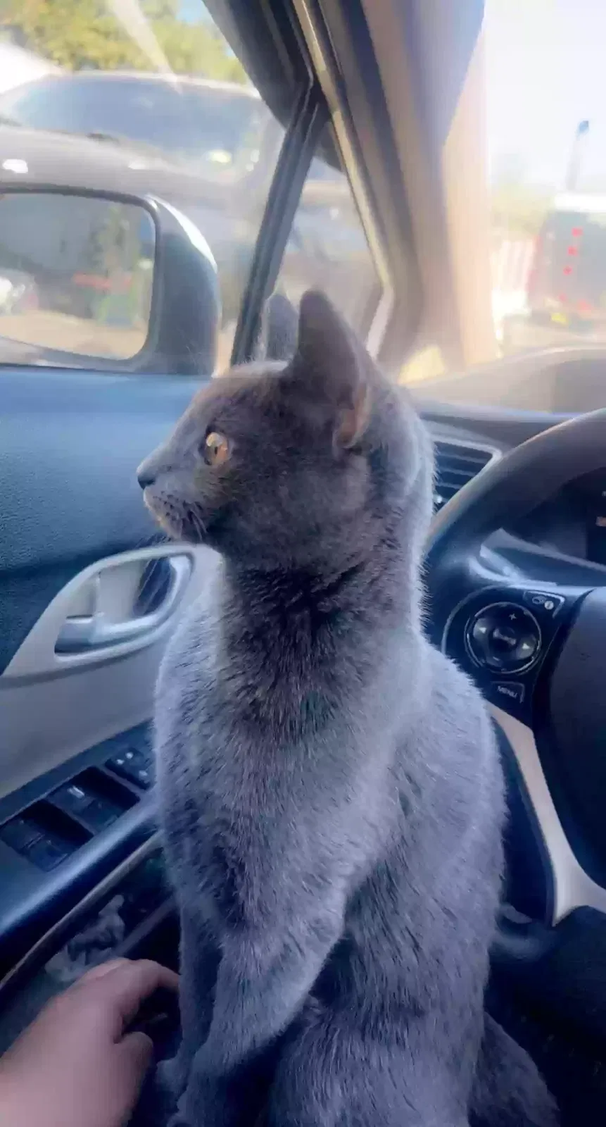 Lost cat in Wolftown, VA, 22748