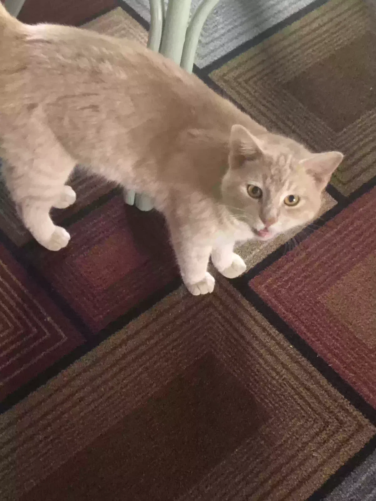 Lost cat in Troy, AL, 36081