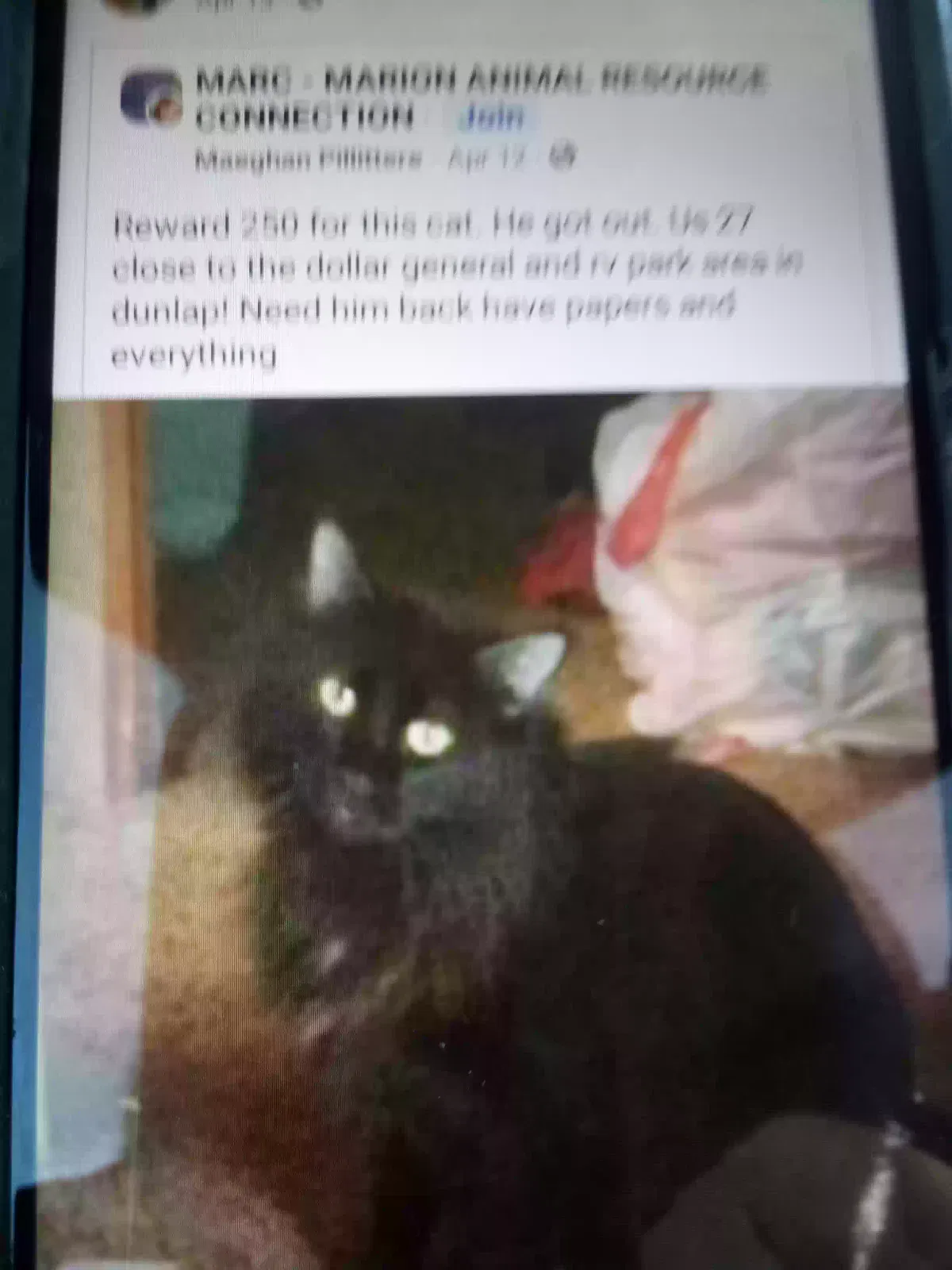 Lost cat in Dunlap, TN, 37327