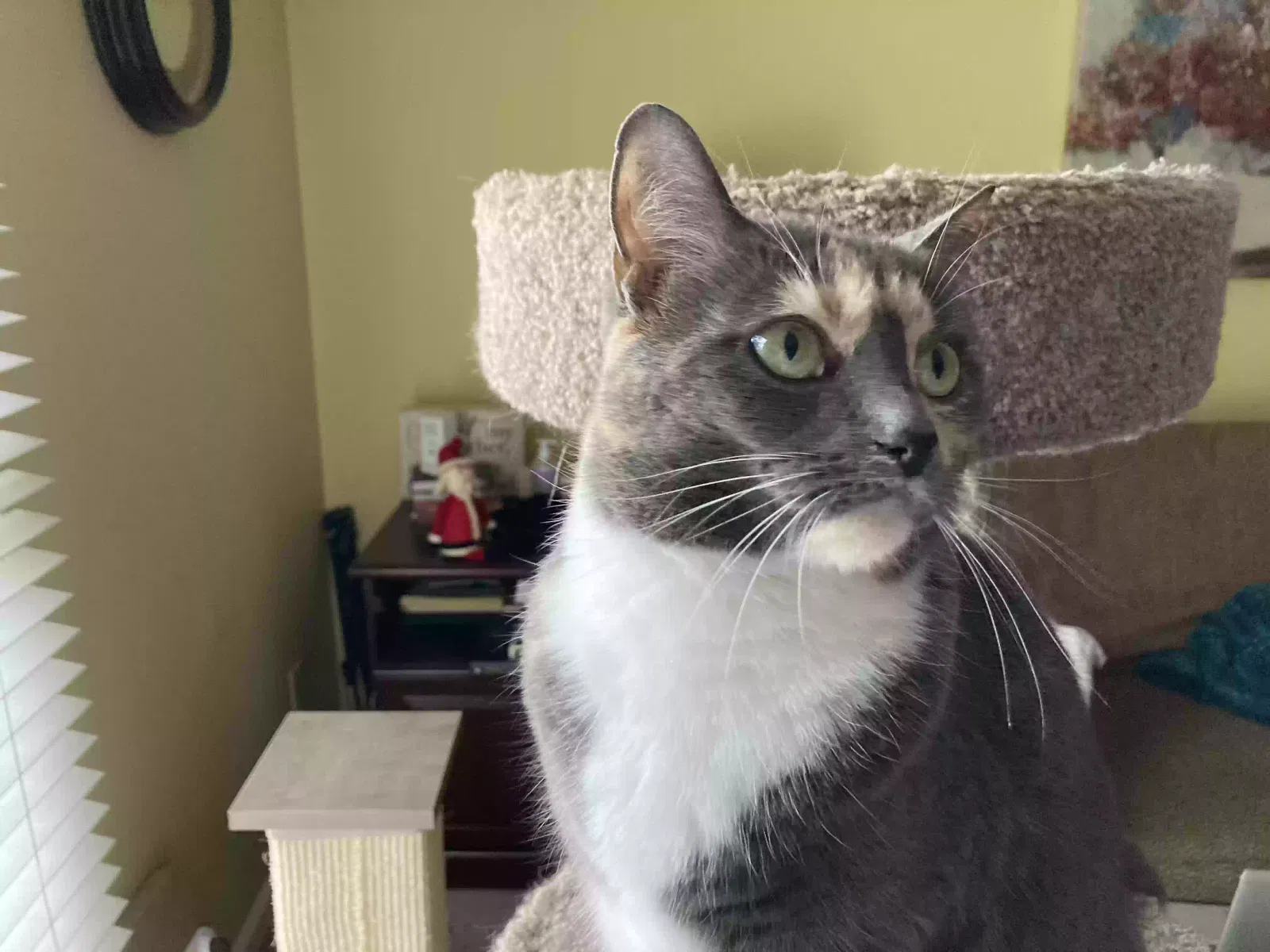 Lost cat in Greensboro, NC, 27410