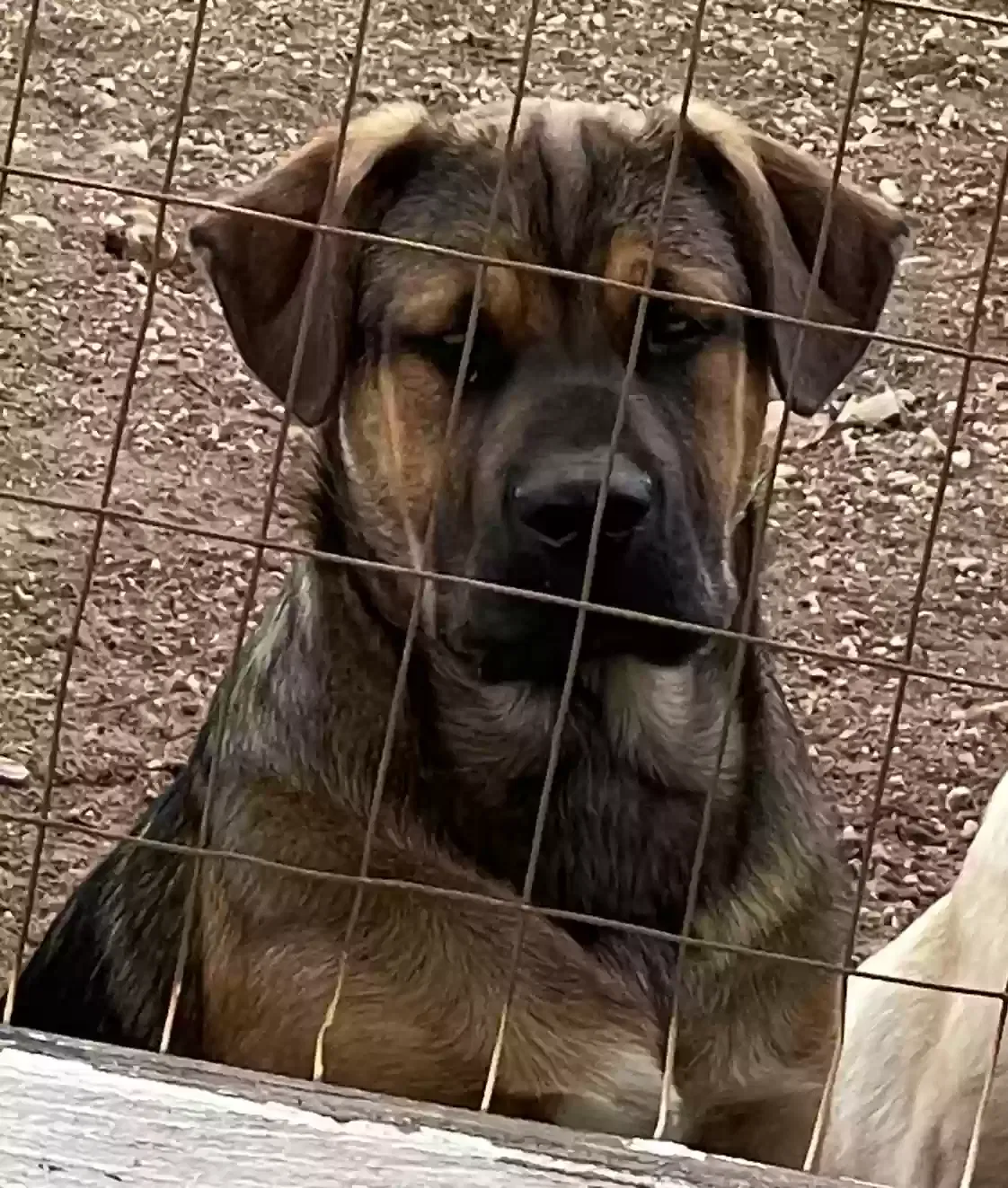 Lost dog in Lake Elsinore, CA, 92532