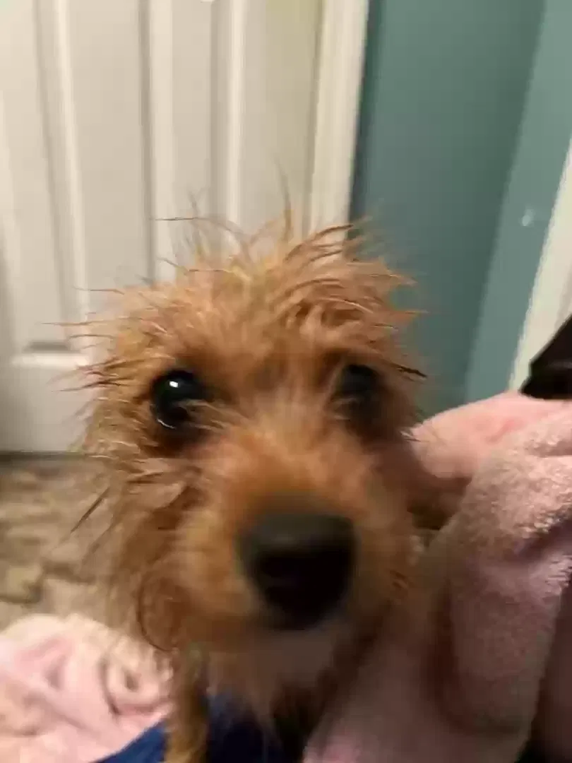 Lost dog in North Augusta, SC, 29841