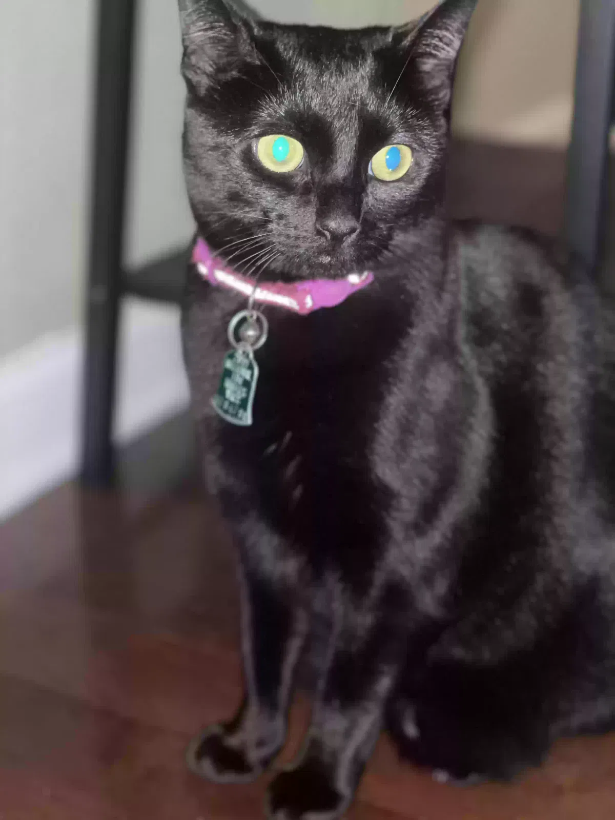 Lost cat in Kissimmee, FL, 34747