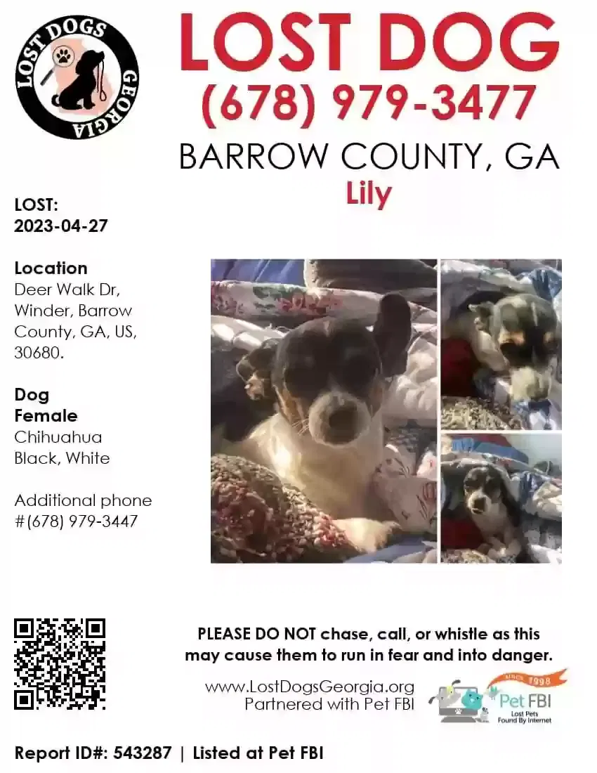 Lost dog in Winder, GA, 30680