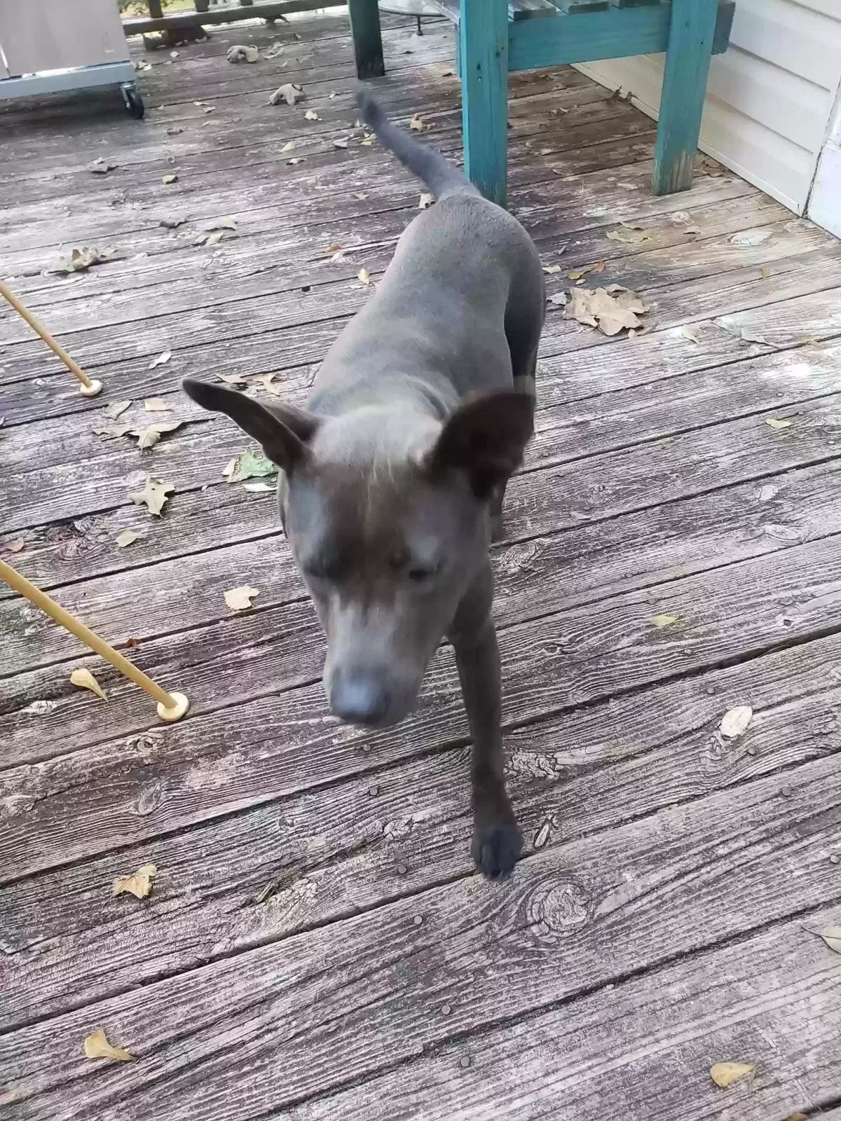 Lost dog in Clarkesville, GA, 30523