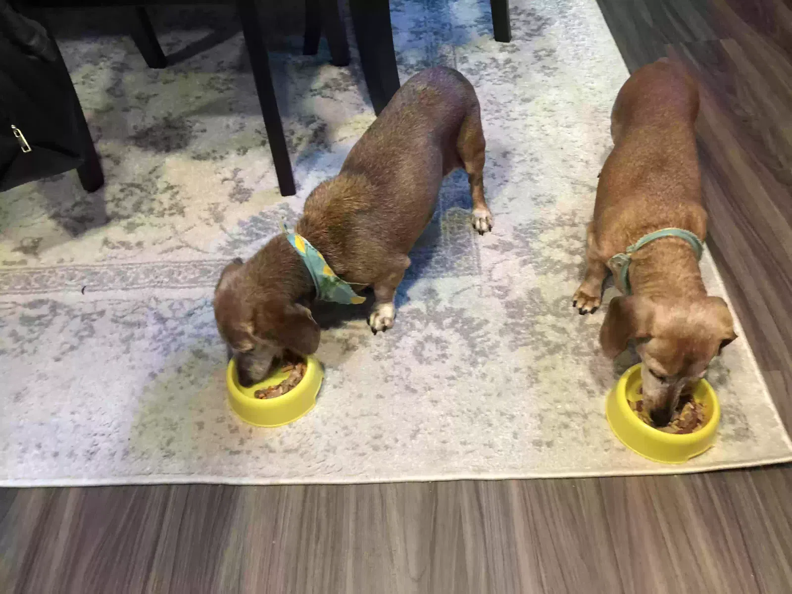 Lost dog in Redmond, OR, 97756