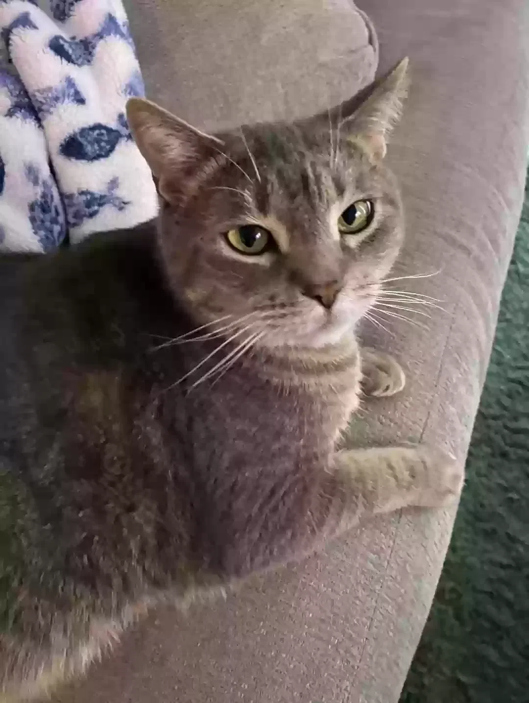 Lost cat in Jupiter, FL, 33458