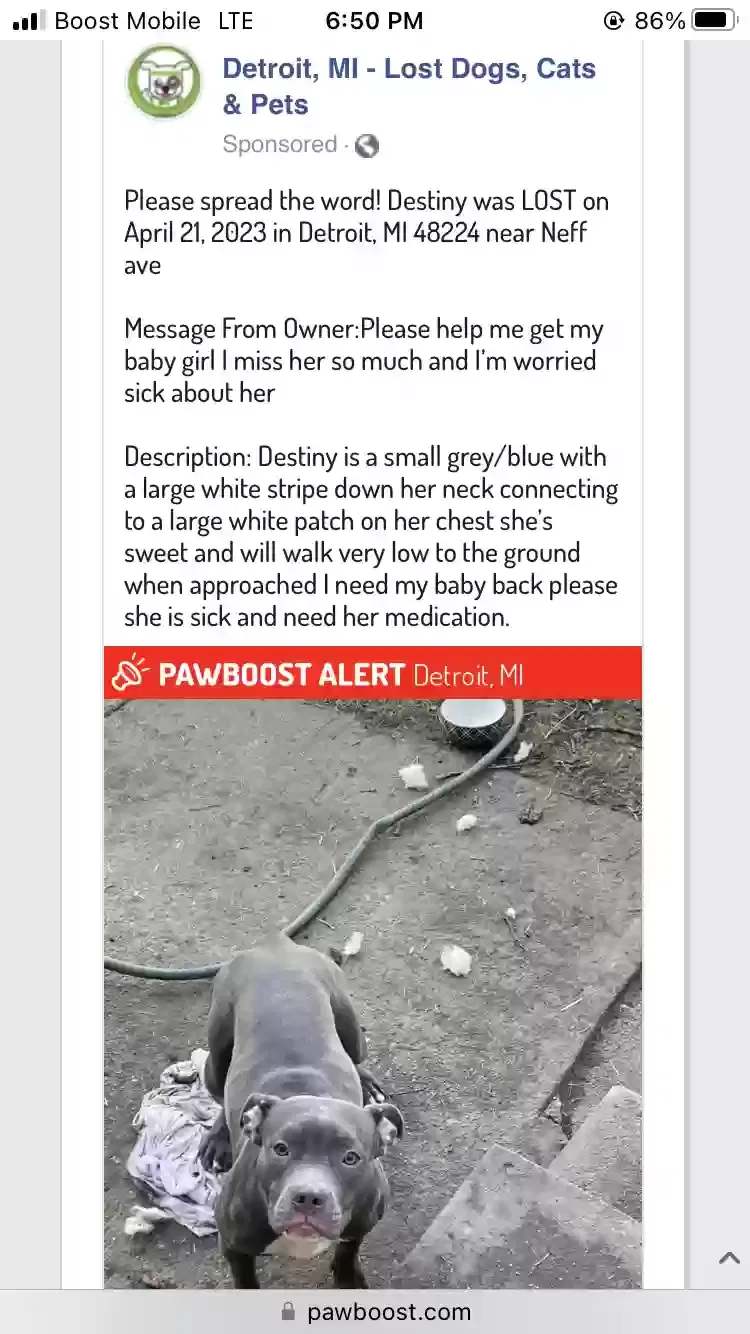 Lost dog in Detroit, MI, 48224