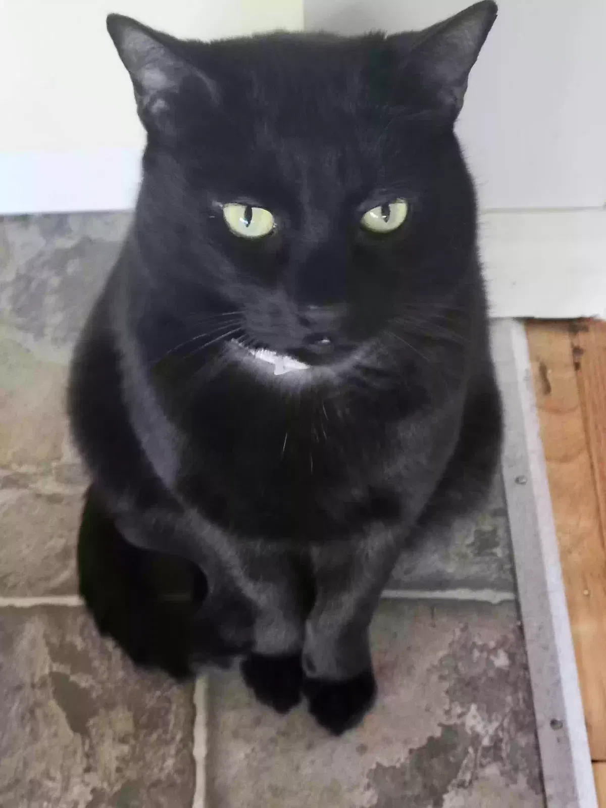 Lost cat in Tacoma, WA, 98433