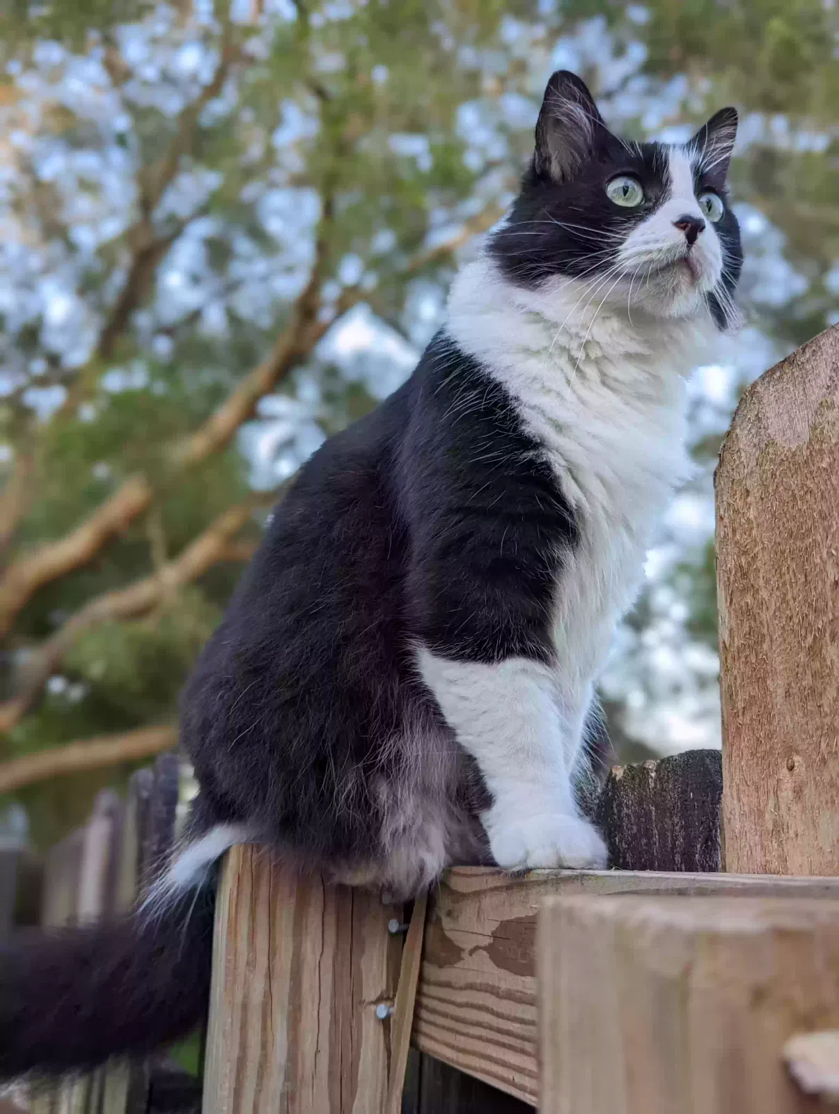 Lost cat in Broussard, LA, 70518