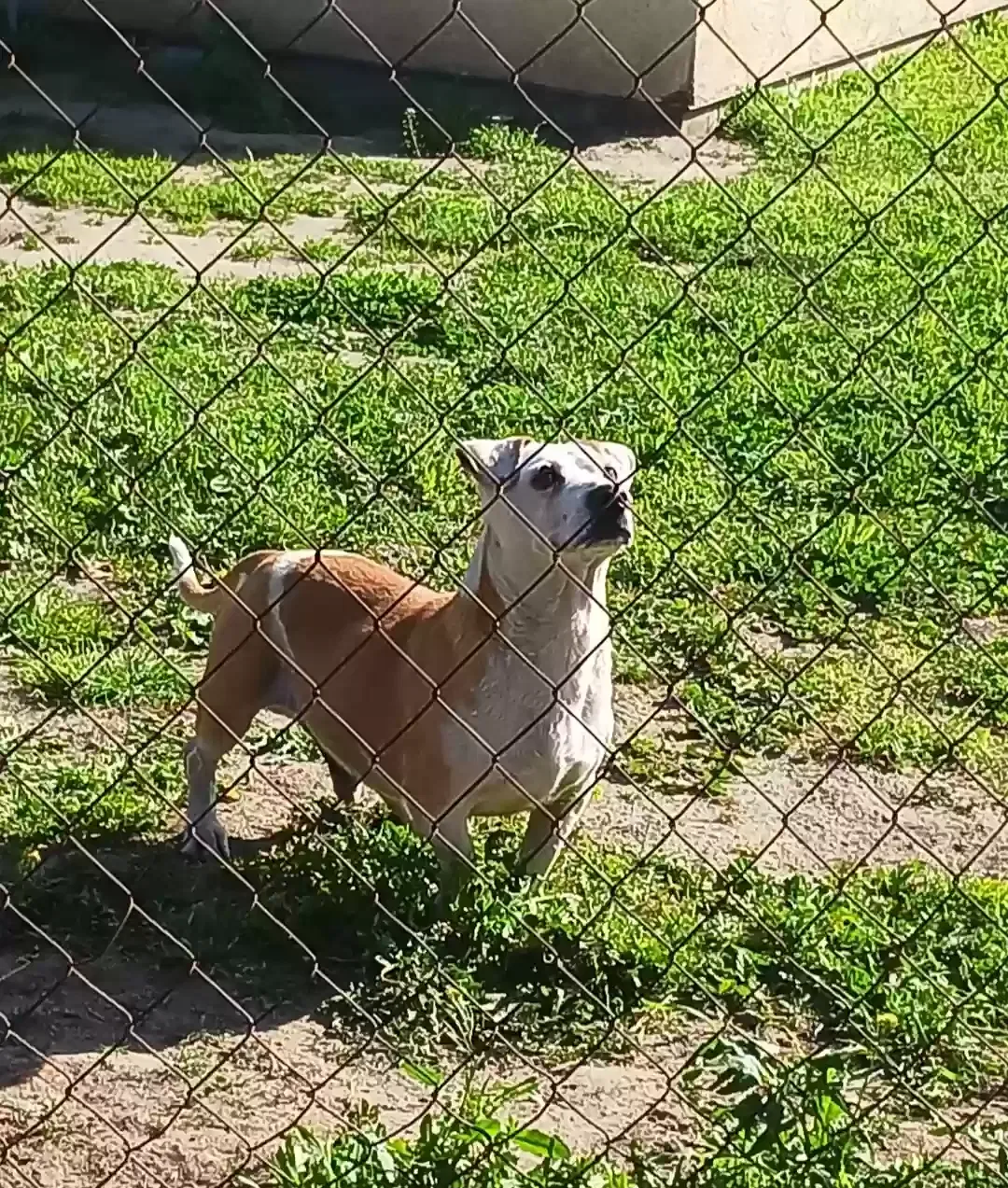 Lost dog in Bakersfield, CA, 93308