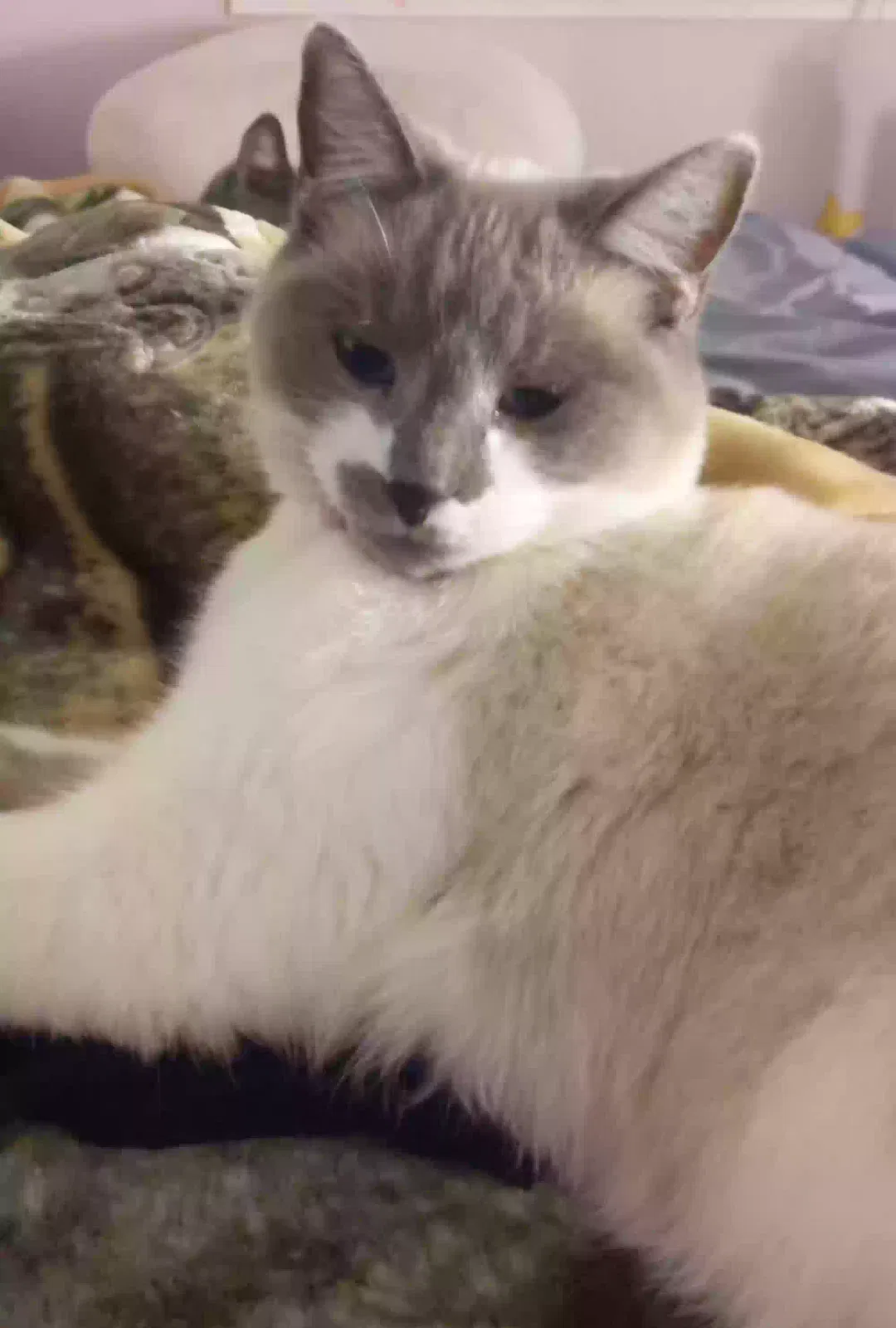 Lost cat in El Dorado Hills, CA, 95762