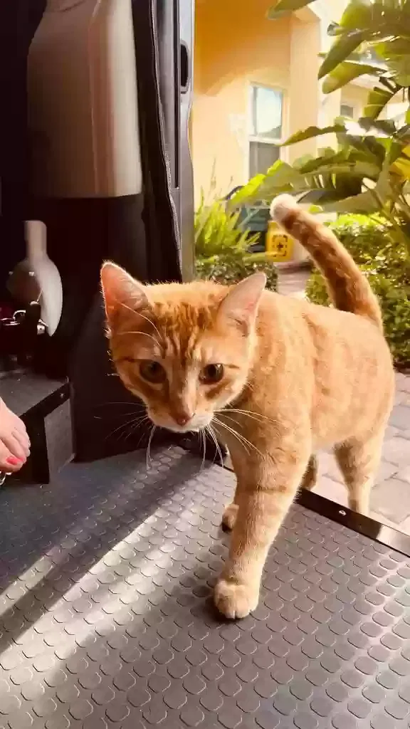 Lost cat in Jensen Beach, FL, 34957