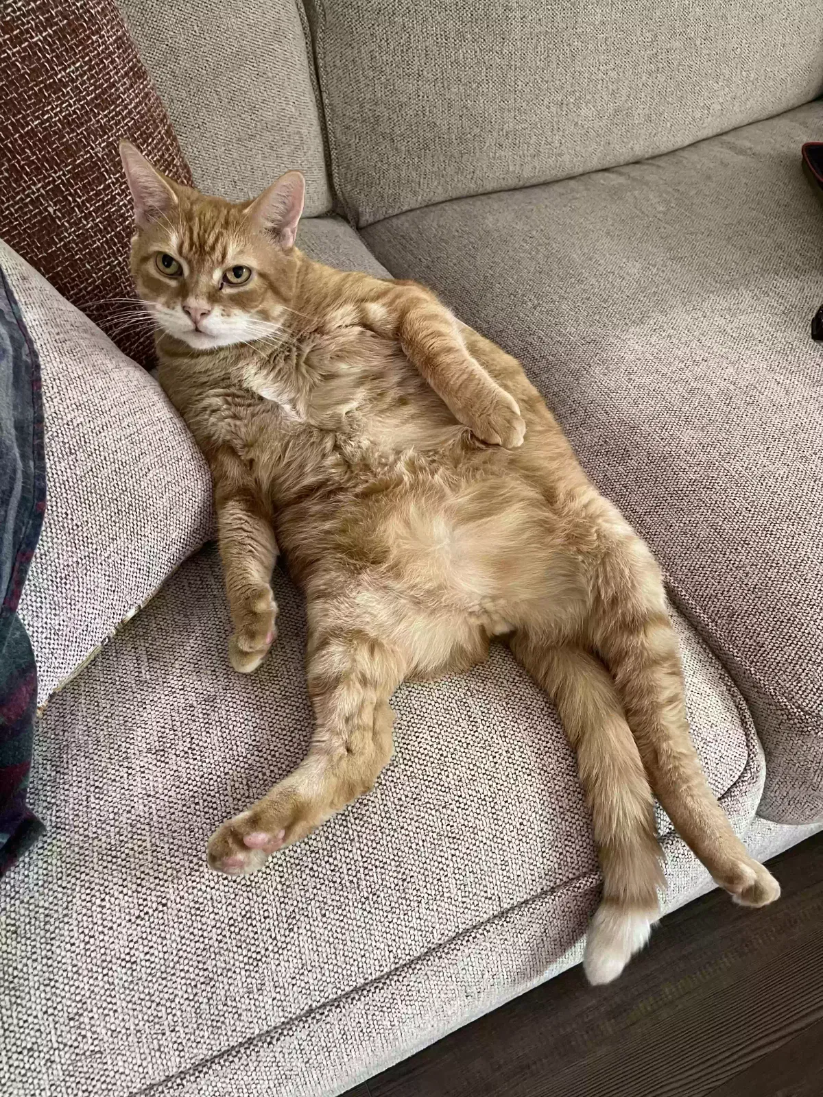 Lost cat in Knoxville, TN, 37931