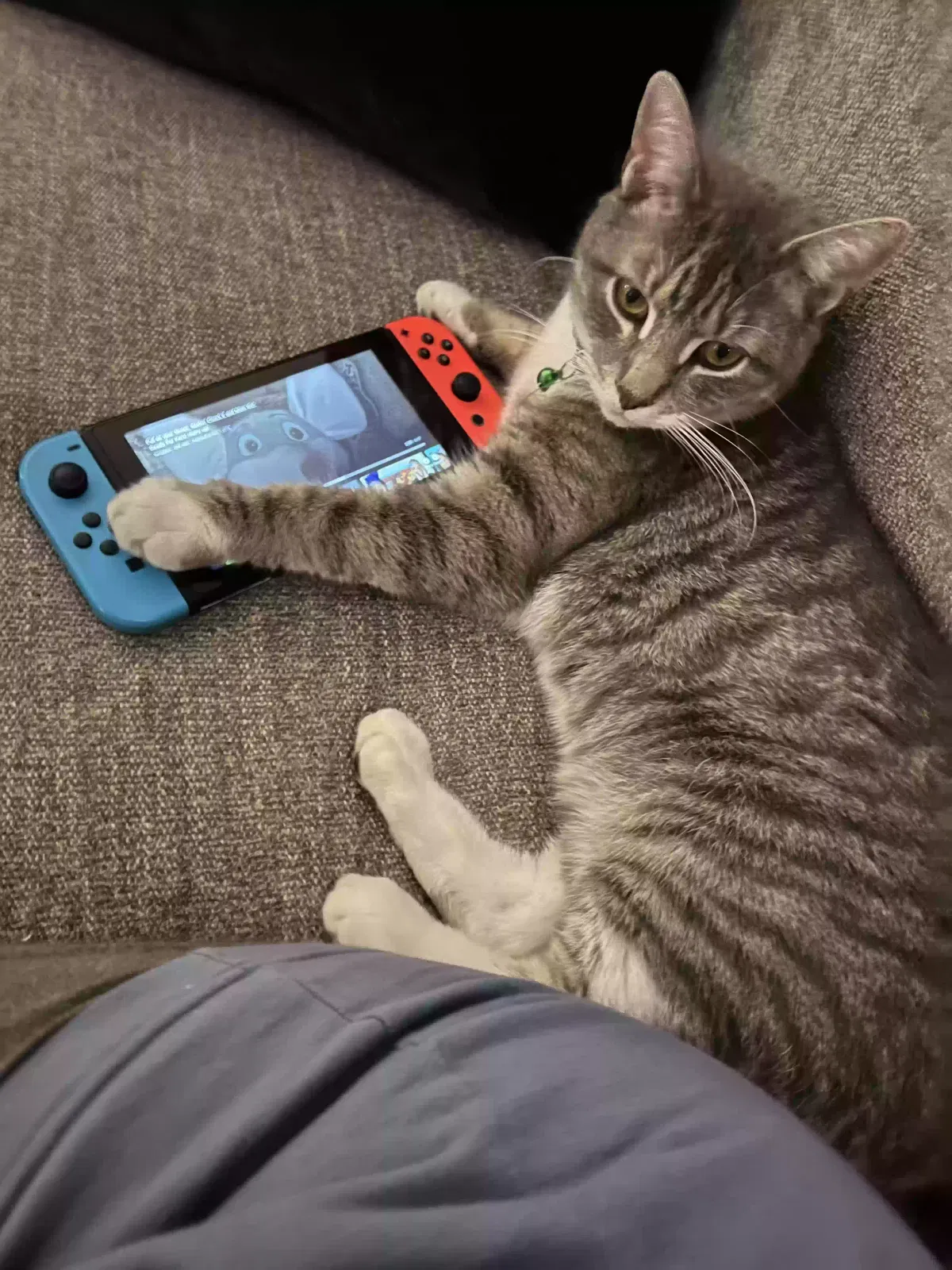Lost cat in Williamstown, NJ, 8094
