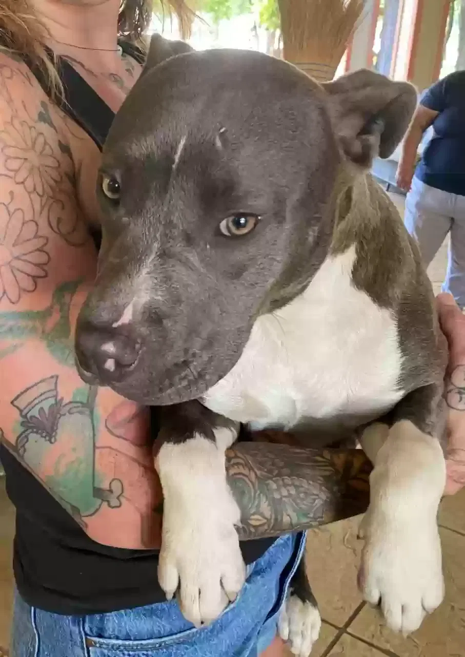 Found dog in Spring, TX, 77386