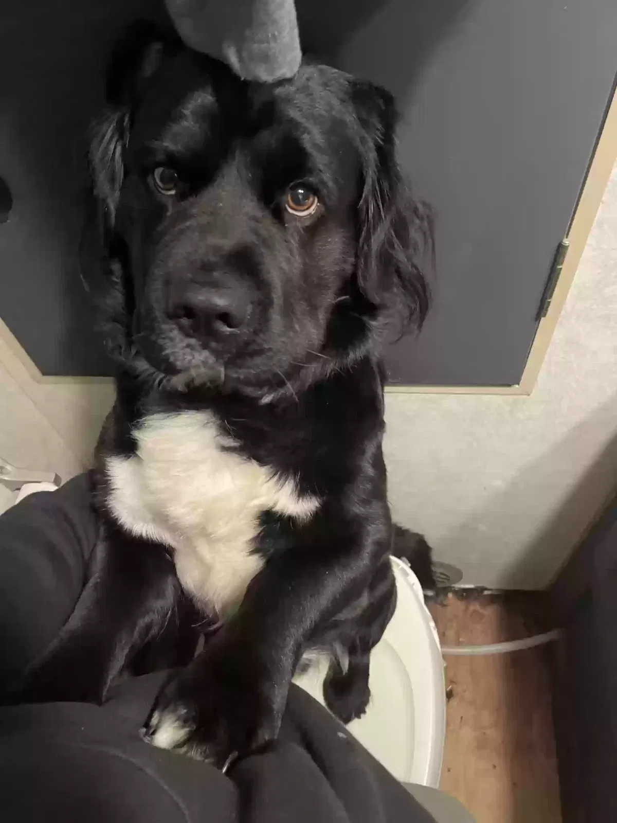 Lost dog in Catoosa, OK, 74015