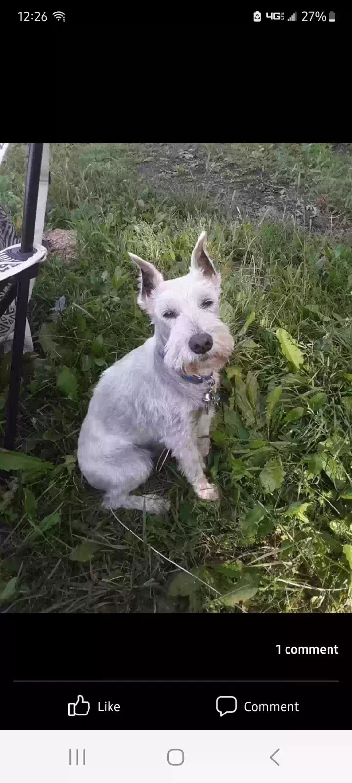 Lost dog in Clifton, CO, 81520