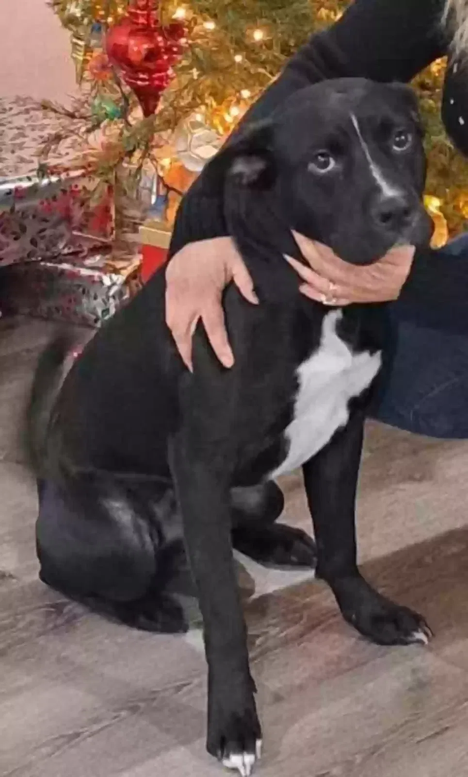 Lost dog in Fresno, TX, 77545